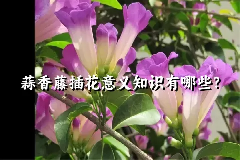 蒜香藤插花意义知识有哪些？