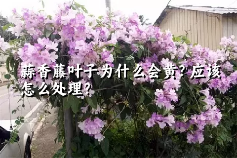 蒜香藤叶子为什么会黄？应该怎么处理？