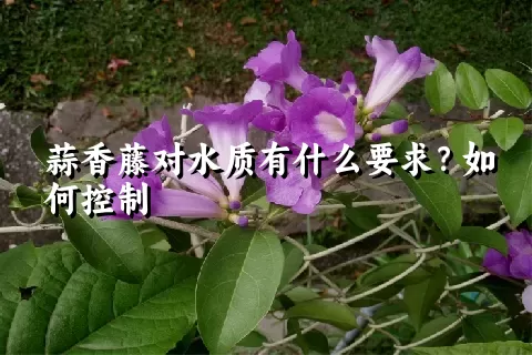 蒜香藤对水质有什么要求？如何控制