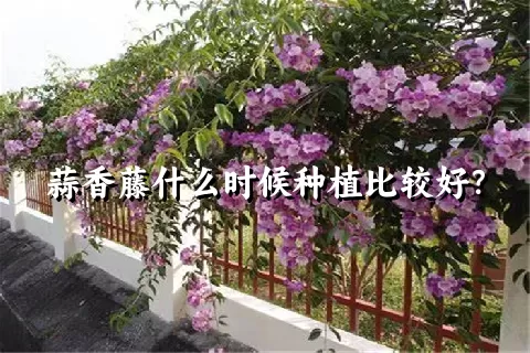 蒜香藤什么时候种植比较好？