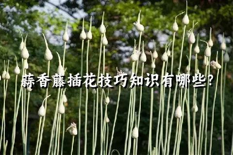 蒜香藤插花技巧知识有哪些？