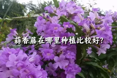 蒜香藤在哪里种植比较好？