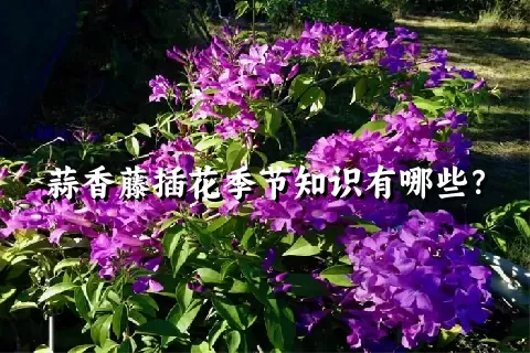 蒜香藤插花季节知识有哪些？