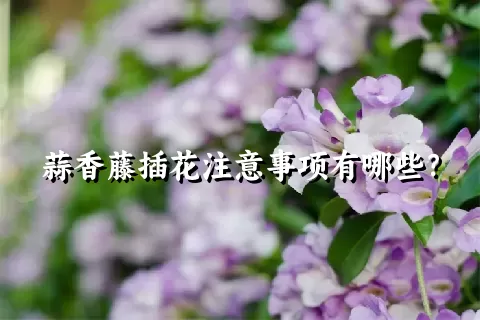 蒜香藤插花注意事项有哪些？