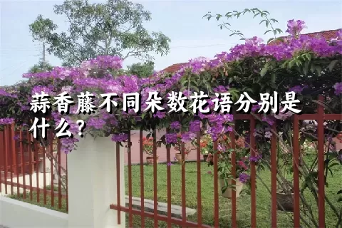 蒜香藤不同朵数花语分别是什么？