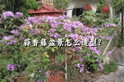 蒜香藤盆景怎么造型？