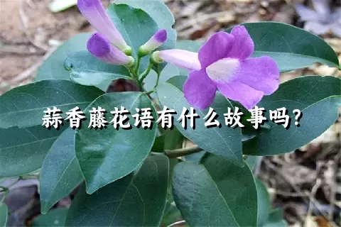 蒜香藤花语有什么故事吗？