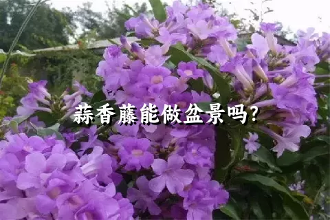 蒜香藤能做盆景吗？