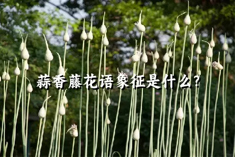 蒜香藤花语象征是什么？