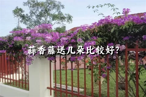 蒜香藤送几朵比较好？