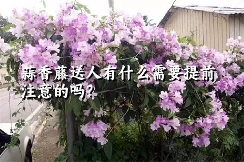 蒜香藤送人有什么需要提前注意的吗？