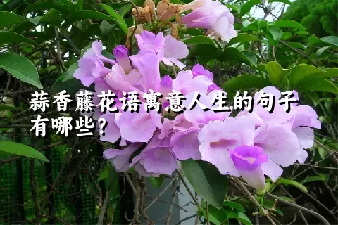 蒜香藤花语寓意人生的句子有哪些？