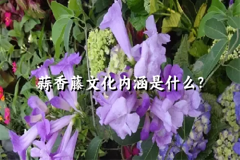 蒜香藤文化内涵是什么？