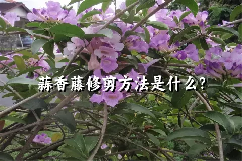 蒜香藤修剪方法是什么？