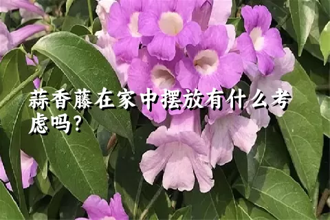 蒜香藤在家中摆放有什么考虑吗？