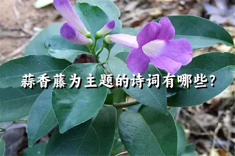 蒜香藤为主题的诗词有哪些？