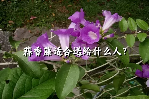 蒜香藤适合送给什么人？