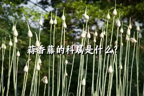 蒜香藤的科属是什么？