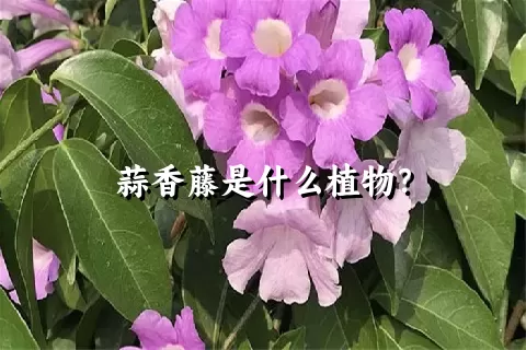 蒜香藤是什么植物？