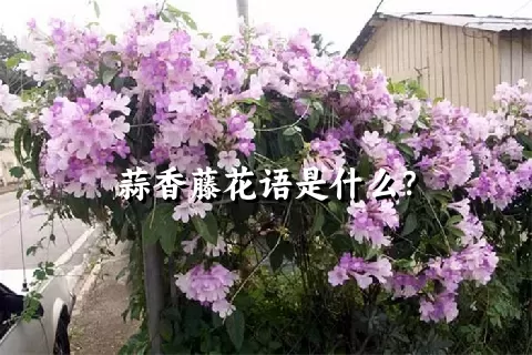 蒜香藤花语是什么？