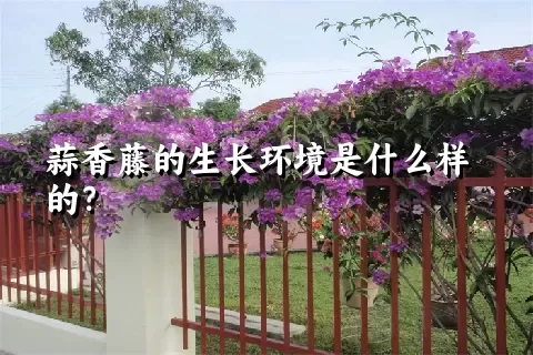 蒜香藤的生长环境是什么样的？