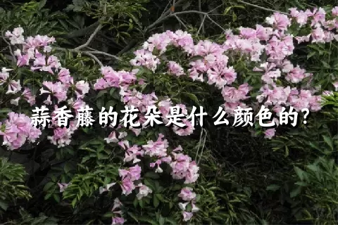 蒜香藤的花朵是什么颜色的？