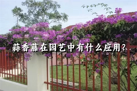 蒜香藤在园艺中有什么应用？