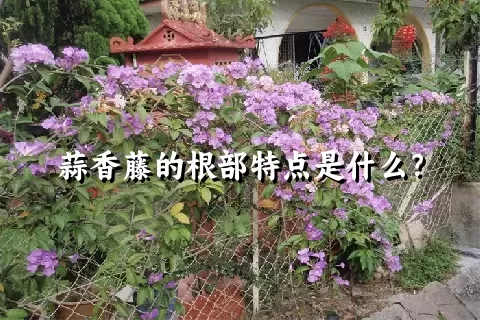 蒜香藤的根部特点是什么？