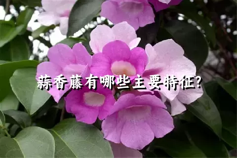 蒜香藤有哪些主要特征？