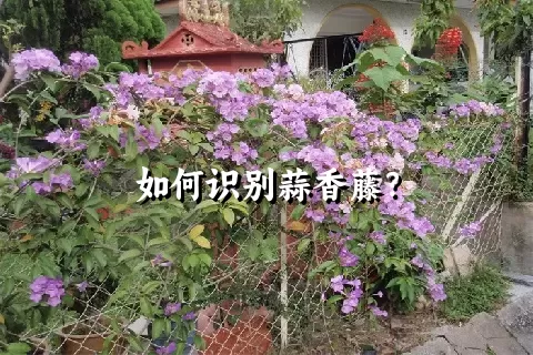 如何识别蒜香藤？