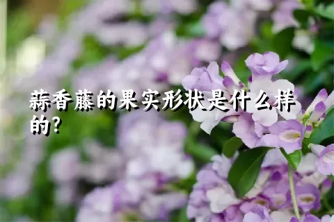 蒜香藤的果实形状是什么样的？