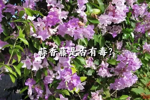 蒜香藤是否有毒？