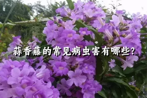 蒜香藤的常见病虫害有哪些？