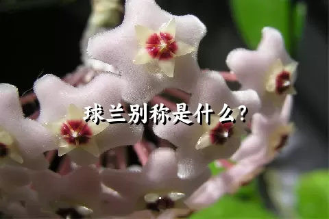 球兰别称是什么？