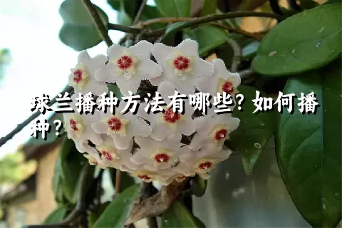 球兰播种方法有哪些？如何播种？