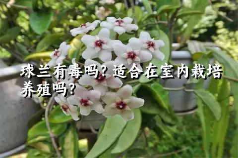 球兰有毒吗？适合在室内栽培养殖吗？