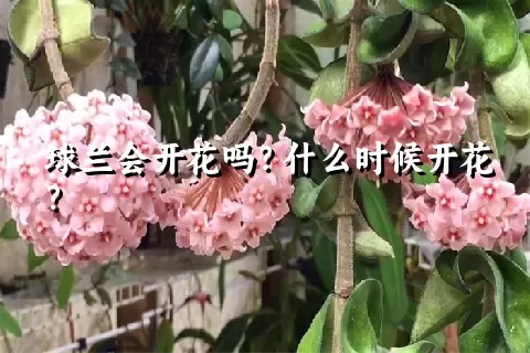 球兰会开花吗？什么时候开花？