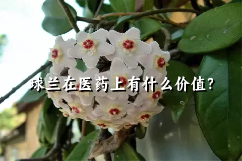 球兰在医药上有什么价值？