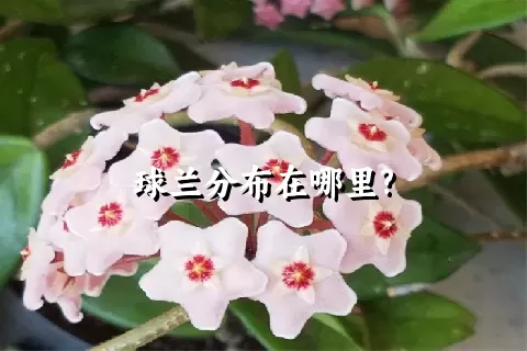 球兰分布在哪里?