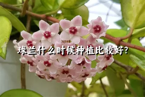 球兰什么时候种植比较好？