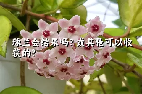 球兰会结果吗？或其他可以收获的？