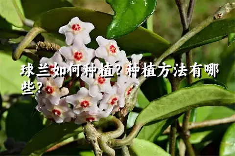 球兰如何种植？种植方法有哪些？