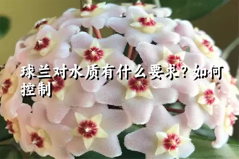 球兰对水质有什么要求？如何控制