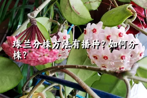 球兰分株方法有播种？如何分株？