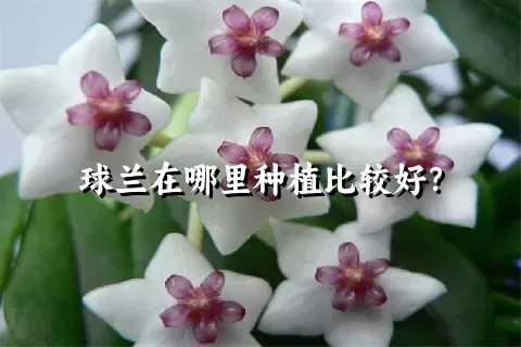 球兰在哪里种植比较好？