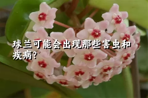 球兰可能会出现那些害虫和疾病？