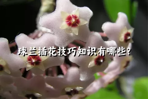 球兰插花技巧知识有哪些？