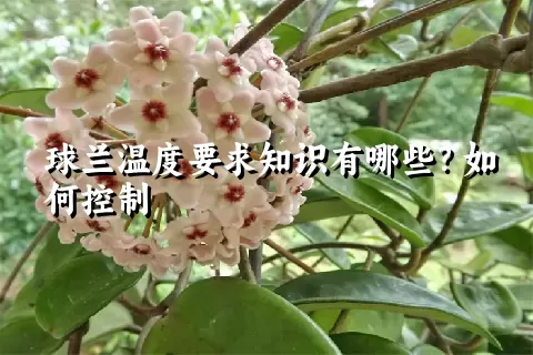 球兰温度要求知识有哪些？如何控制