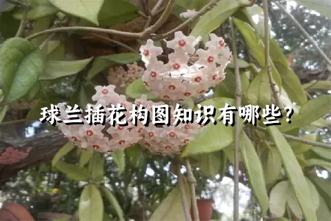 球兰插花构图知识有哪些？