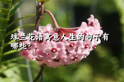 球兰花语寓意人生的句子有哪些？